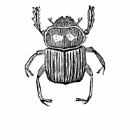 Vintage Beetle 1